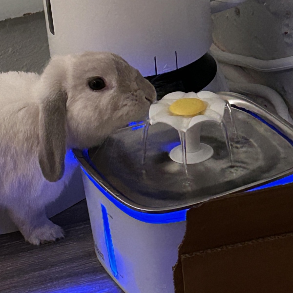 PETSPRINGLE