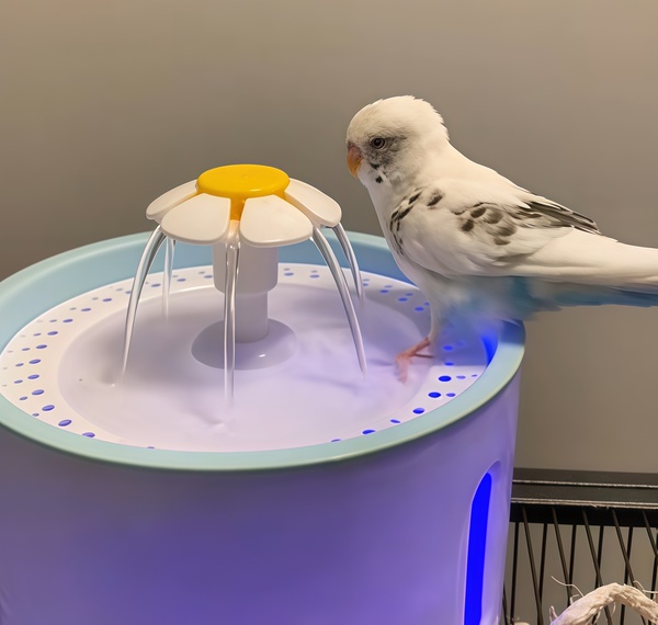 PETSPRINGLE