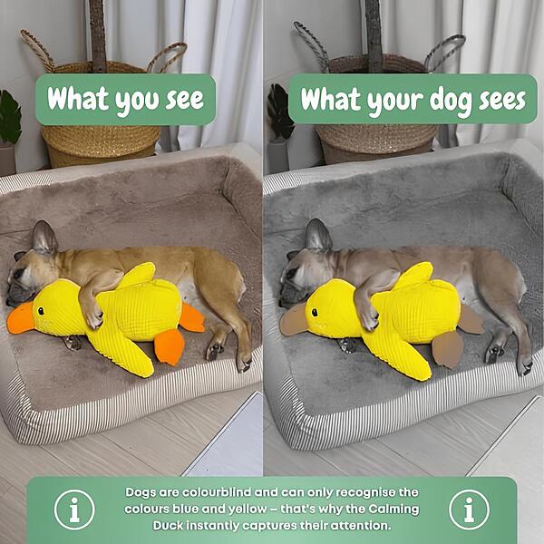 CALMQUA-3831127634352-EN-5__300126